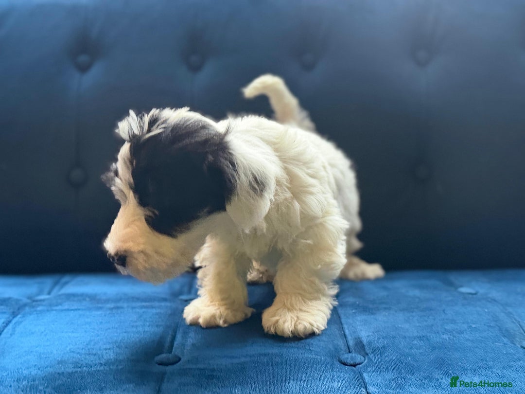 Sealyham Terrier dogs for sale: Stunning KC Litter Of Sealyham Terriers - Image 14