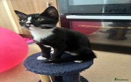 Domestic Shorthair cats for sale: 3 beautiful kittens left  - Image 7