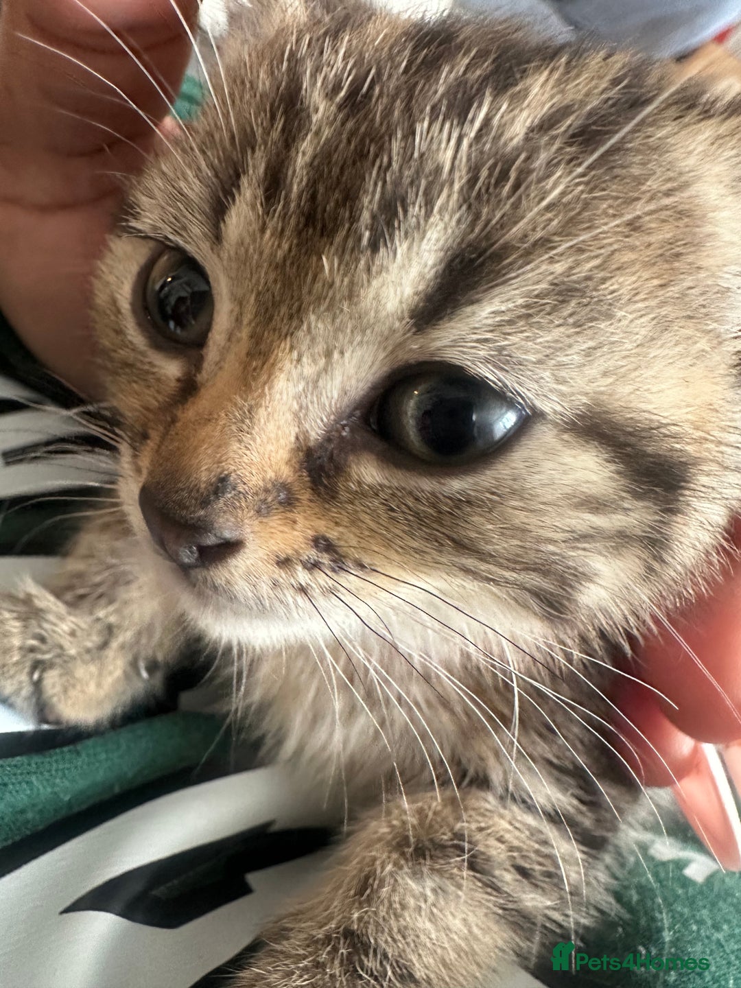 Mixed Breed cats for sale: 3 Beautiful Kittens Remaining  - Image 27
