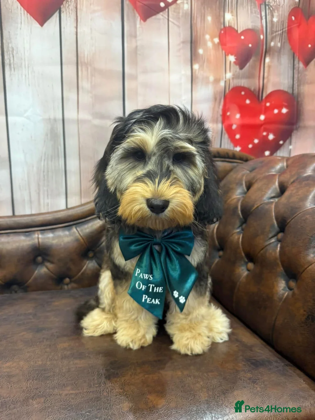 Cockapoo dogs for stud: Stunning Sable F1 Cockapoo DNA health tested clear in Cannock - Advert 24