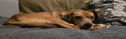 Mixed Breed dogs for adoption: Michael for adoption - Advert 4