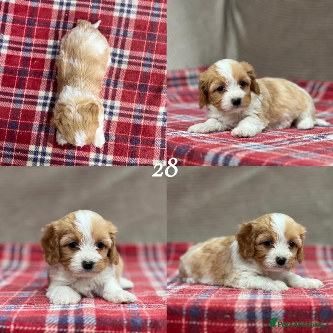 Cavapoochon dogs for sale: BEAUTIFUL CAVAPOOCHON PUPPIES - Advert 19