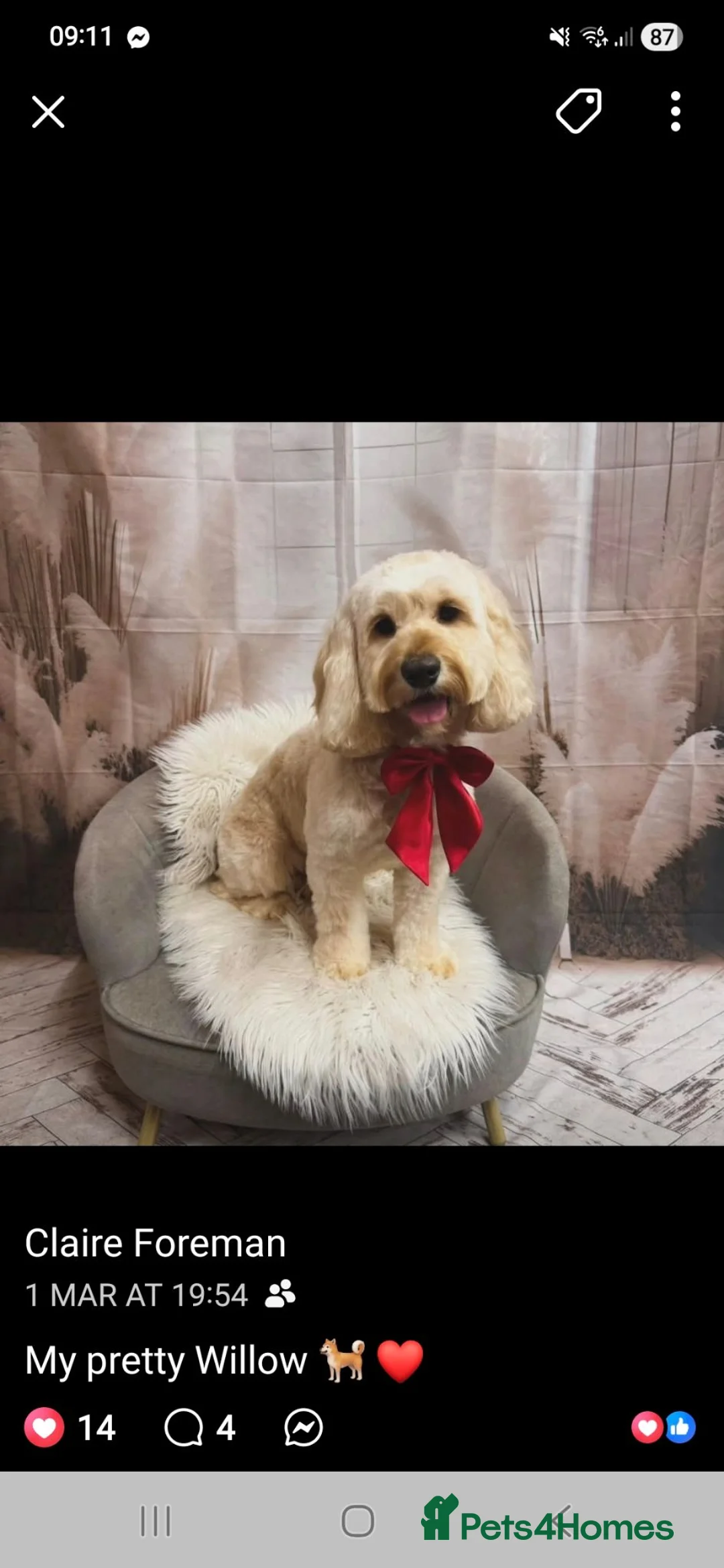 Cockapoo dogs for sale: F2 cockapoo girl called nyla in Southampton - Advert 8