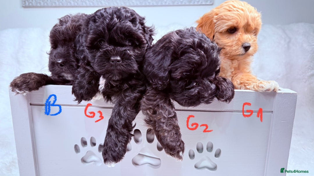 Maltipoo dogs for sale: ✨ Adorable Maltipoo Puppies Ready for New Homes ✨ - Image 12
