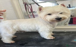West Highland Terrier dogs for sale: Lovely westies puppies from excellent show linage - Image 12