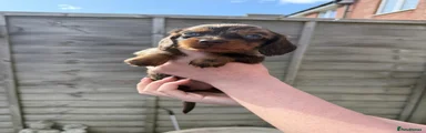 Dachshund Puppy 2