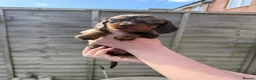 Dachshund dogs for sale: KEC REG MINIATURE LONG HAIRED dachshund puppies - Advert 23