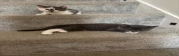 Mixed Breed cats for sale: 2 female kittens  - Advert 8