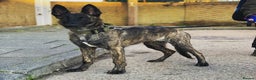 Belgian Shepherd Dog dogs for sale: Dutch Herder  - Advert 4