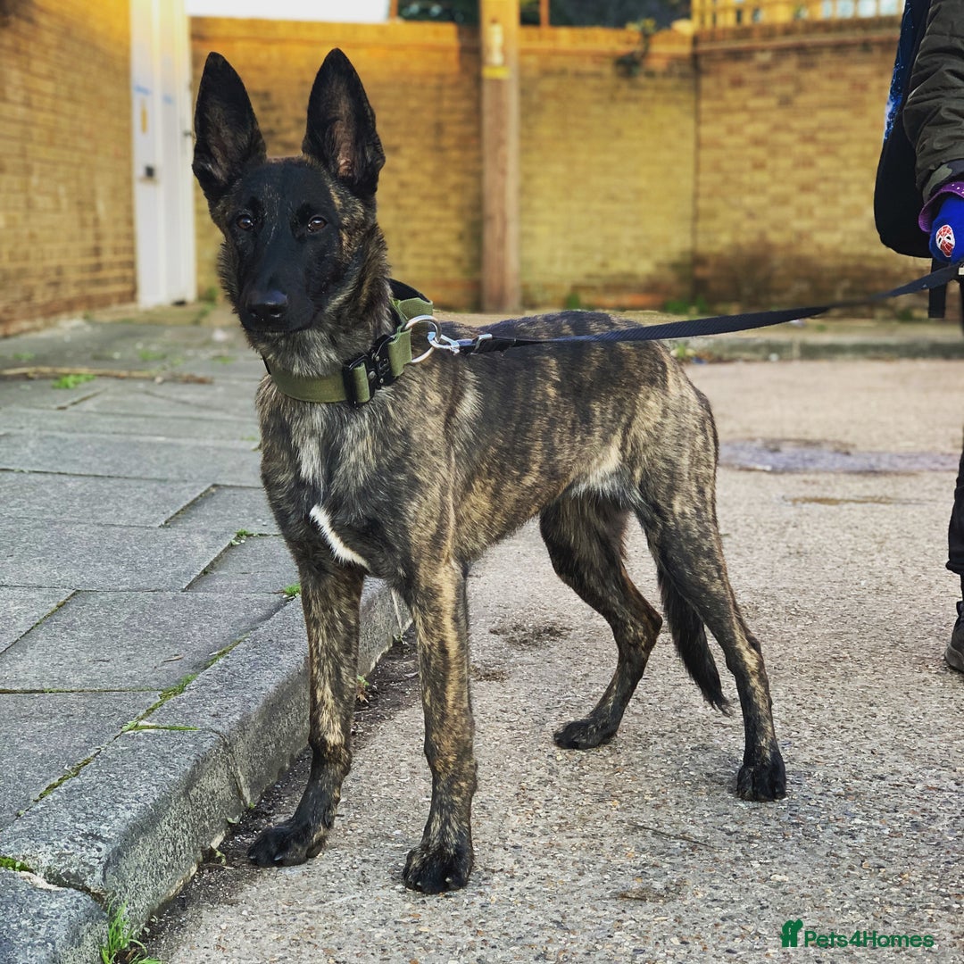 Belgian Shepherd Dog dogs for sale: Dutch Herder  - Advert 4