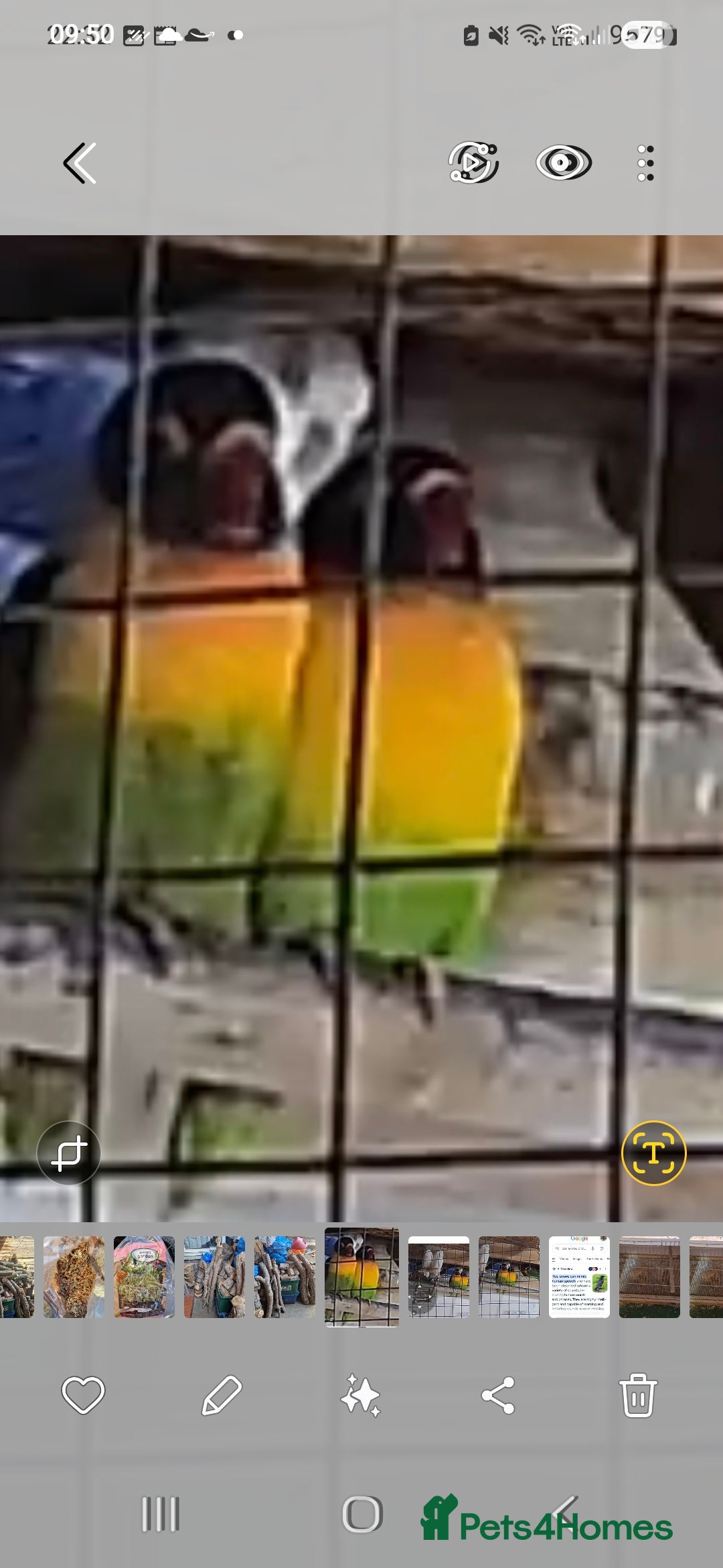 Lovebirds birds for sale: 4 pairs lovebirds - Advert 8