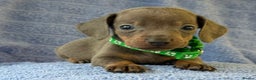 Miniature Dachshund dogs for sale: KC Reg Miniature Dachshund Puppies  - Advert 7