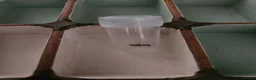 Stick Insects invertebrates for sale: Stick Insect Eggs in Alton - Advert 2