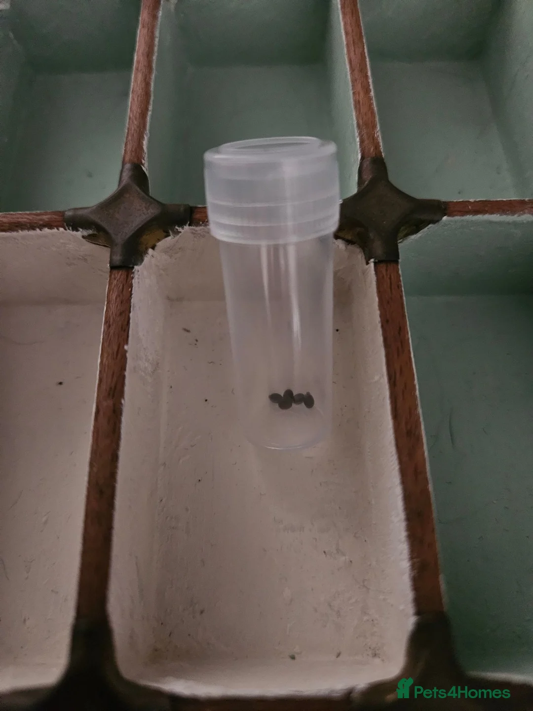 Stick Insects invertebrates for sale: Stick Insect Eggs in Alton - Advert 2