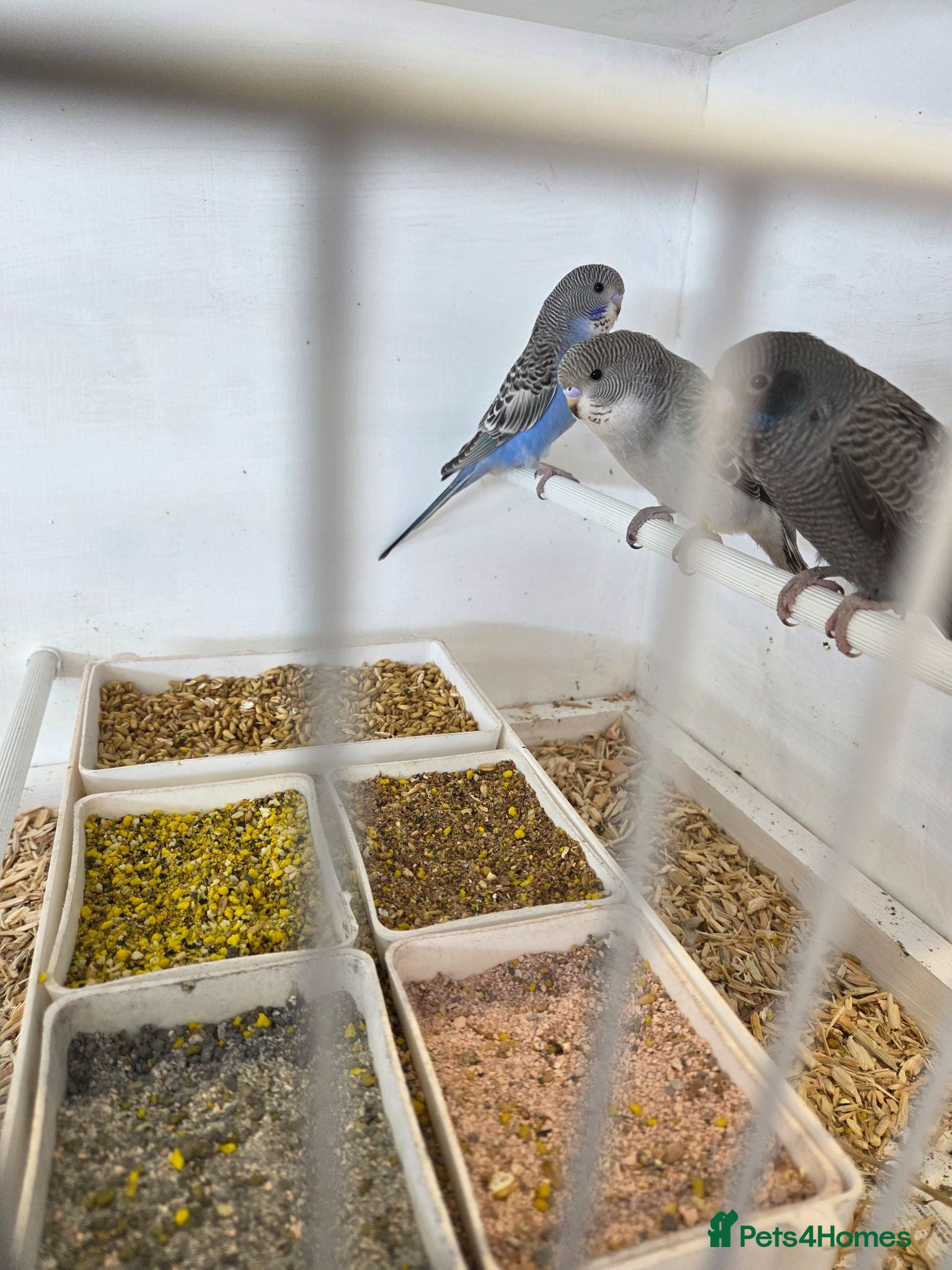 Budgerigars birds Budgies for sale  - Advert 1