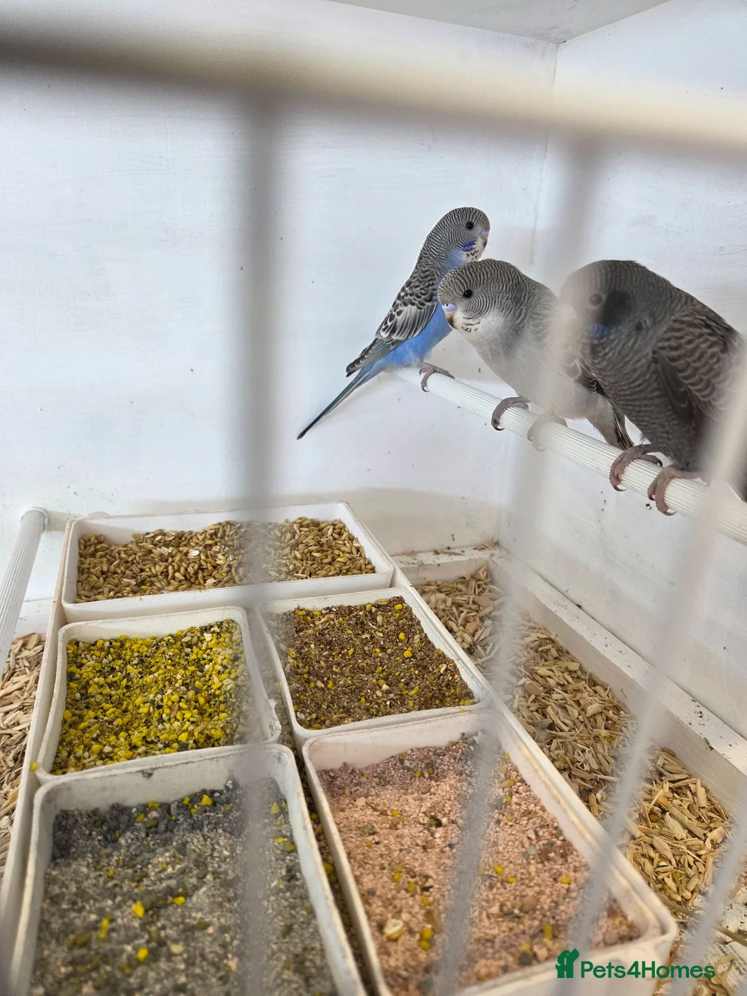 Budgerigars birds for sale: Budgies for sale  - Advert 6