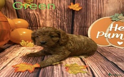 Cavapoo dogs for sale: Adorable Cavapoo Puppies - Image 3