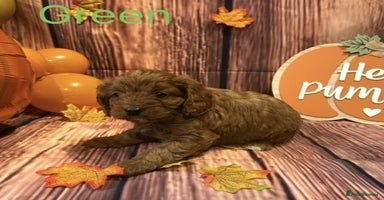Cavapoo dogs - Advert 5