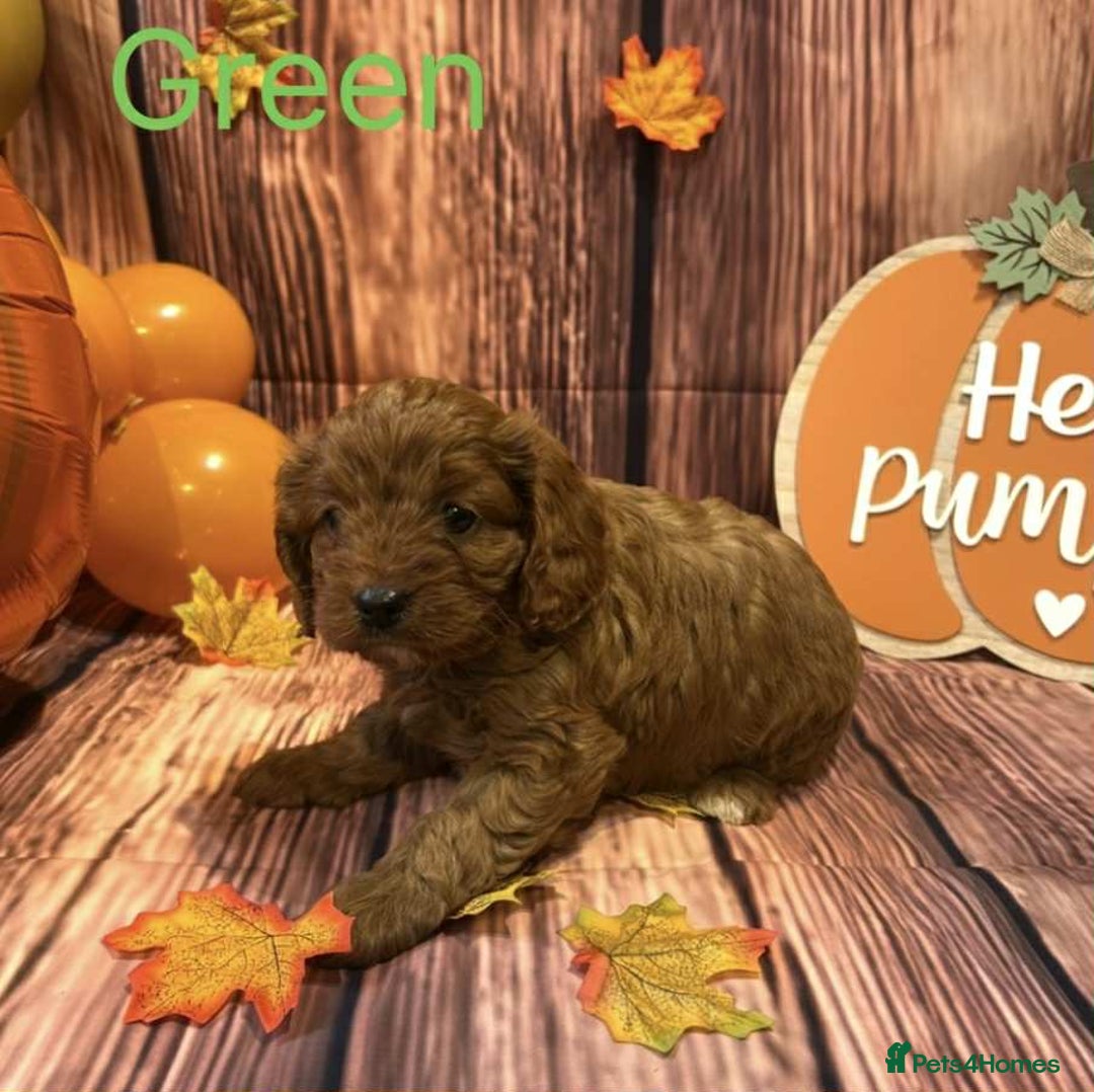Cavapoo dogs for sale: Adorable Cavapoo Puppies - Image 3