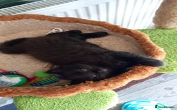 Ragdoll cats for sale: 2 flame point 1 chocolate point ragdolls  - Image 1