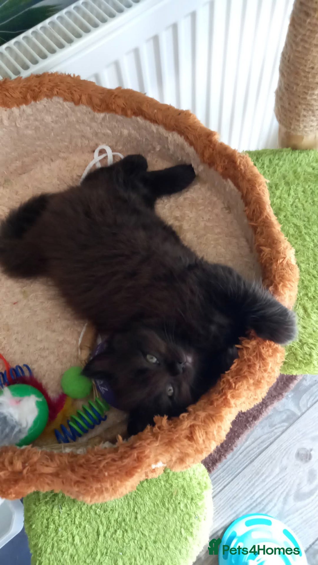 Ragdoll cats for sale: 2 flame point 1 chocolate point ragdolls  - Image 1