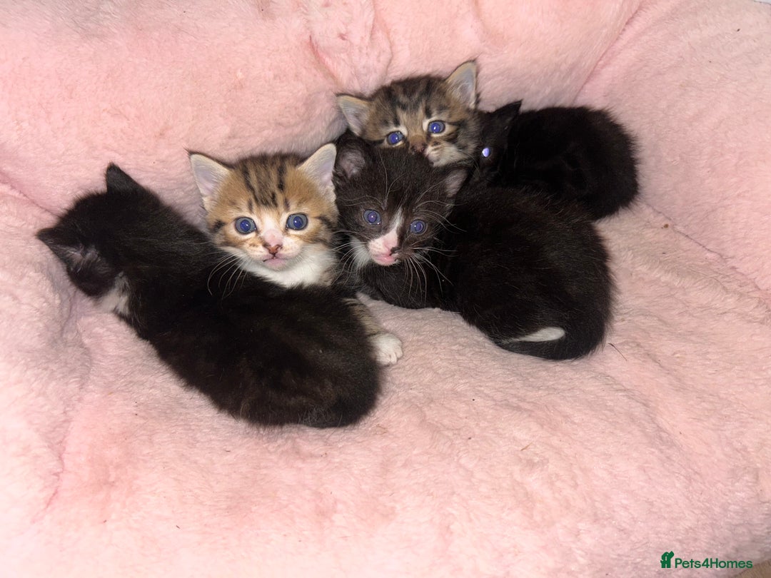 Mixed Breed cats for sale: Kittens  - Image 3