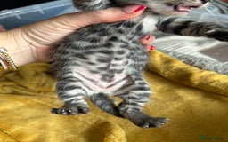 Ragdoll cats for sale: Ragdoll x bengal - Image 6