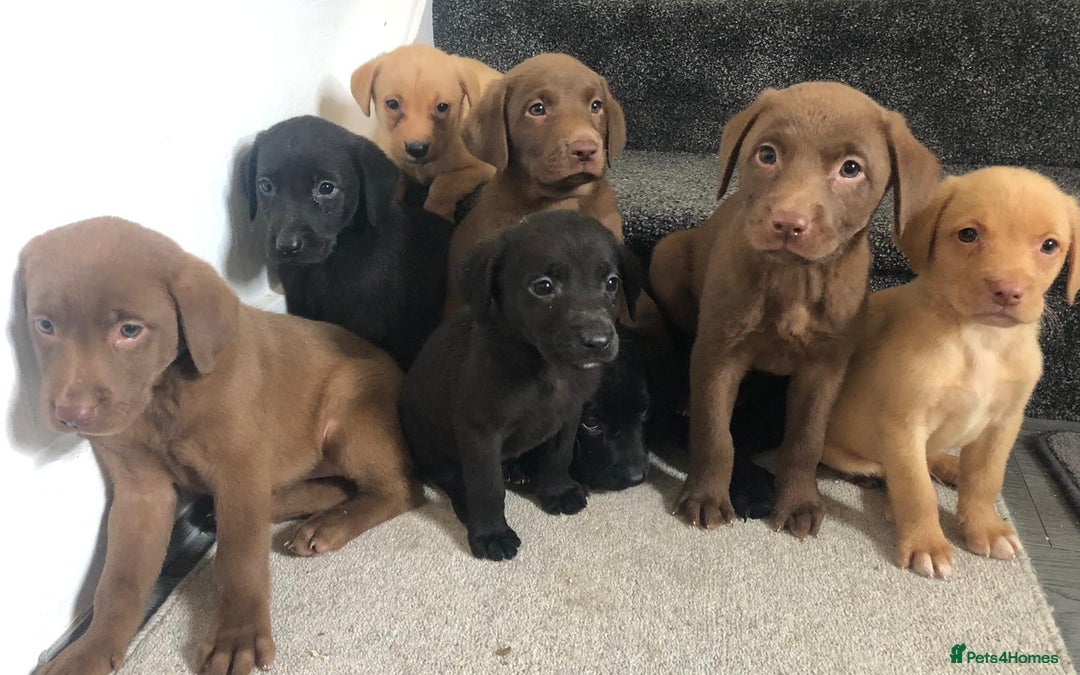 Labrador Retriever dogs for sale: Labrador puppys - Image 2
