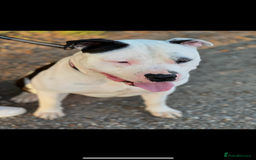 American Bully dogs for sale: Beautiful American Bully - Image 6