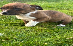 Jack Russell dogs for sale: Miniature Jack Russell’s  - Image 5