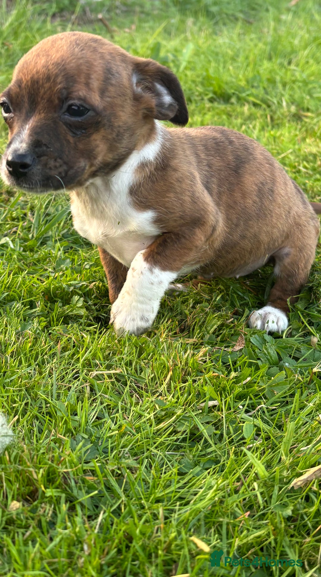 Jack Russell dogs for sale: Miniature Jack Russell’s  - Image 5