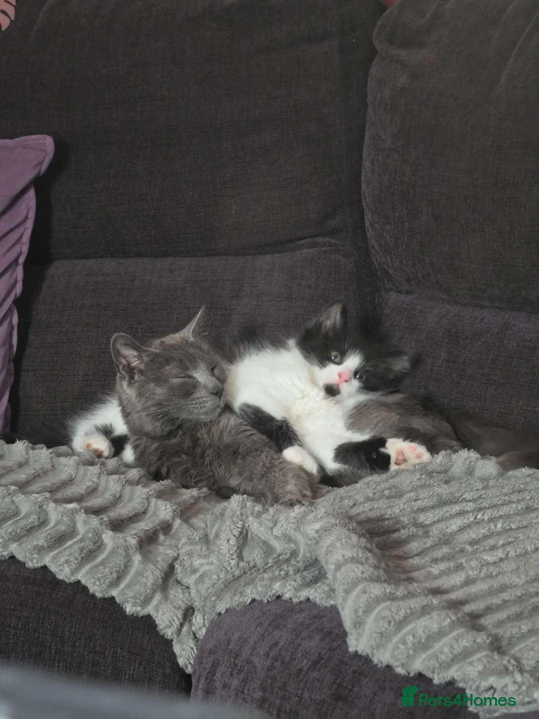 Mixed Breed cats for sale: Fluffy boy kitten - Advert 2