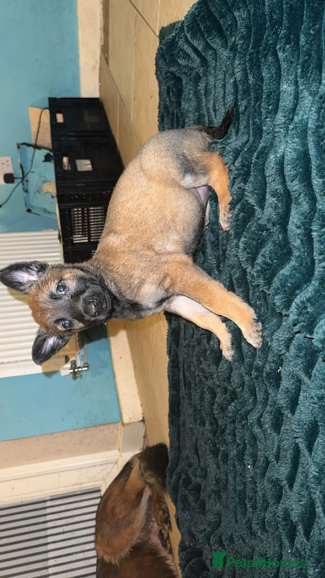 Belgian Shepherd Dog dogs for sale: Belgium malinois puppies  - Advert 20