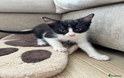 British Shorthair cats for sale: 2 boys 2 girls - Image 2