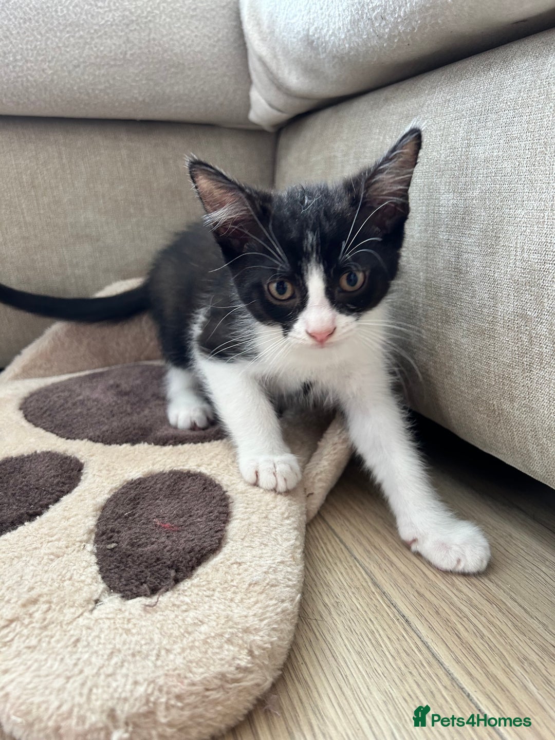British Shorthair cats for sale: 2 boys 2 girls - Image 2