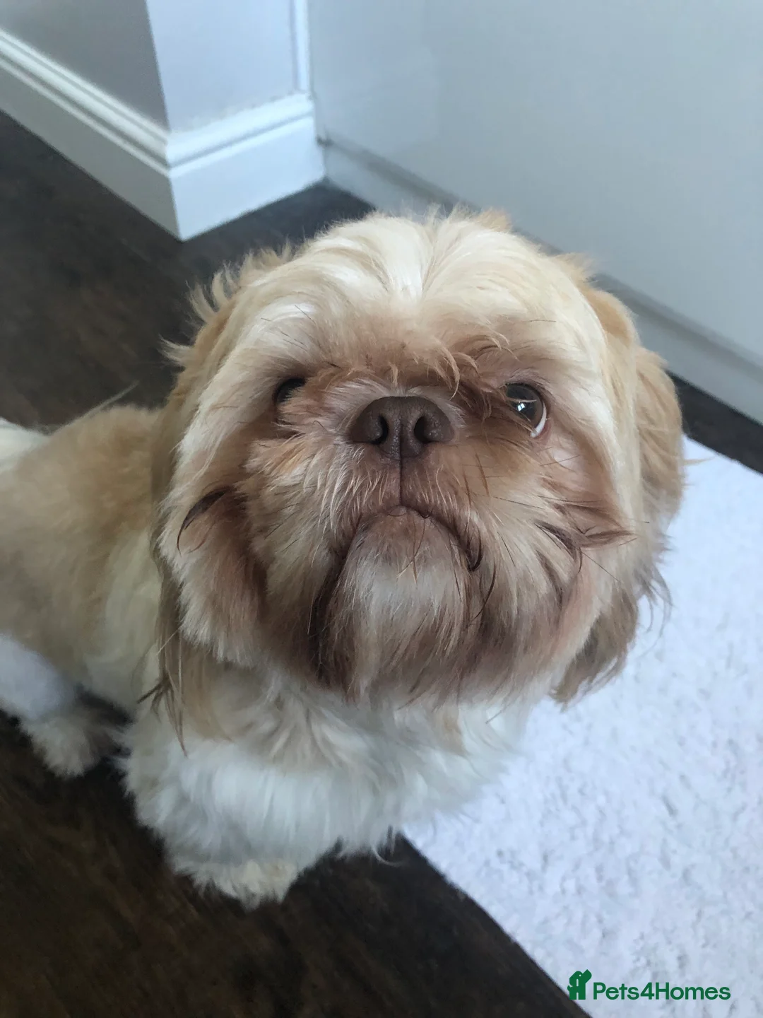 Shih Tzu dogs for stud: Pure breed male shih tzu stud  in Milton Keynes - Advert 12