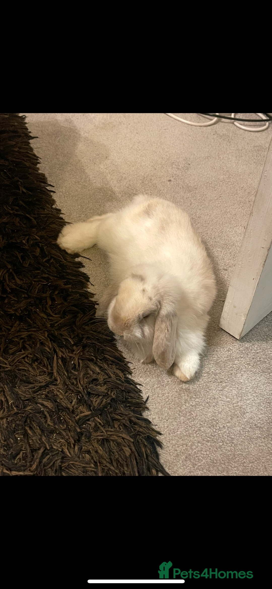 Mini Lop rabbits for sale: 2 male mini lops rabbits for sale - Advert 3