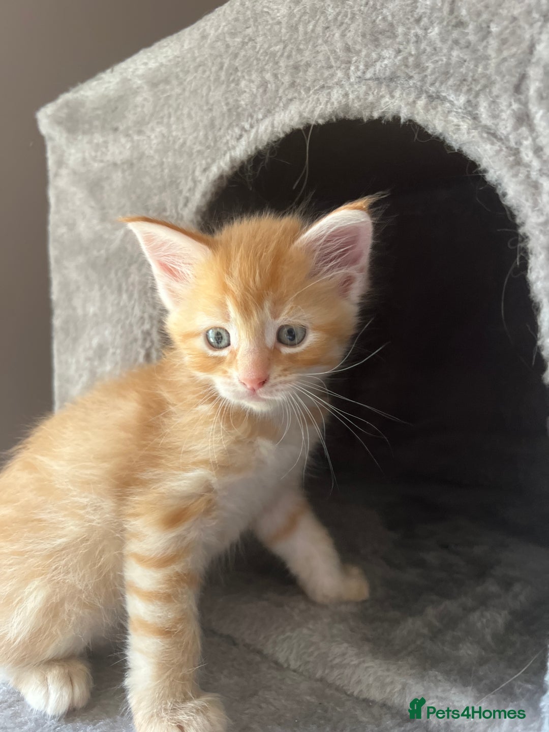 Maine Coon cats for sale: Beautiful Maine Coon babies - Image 26