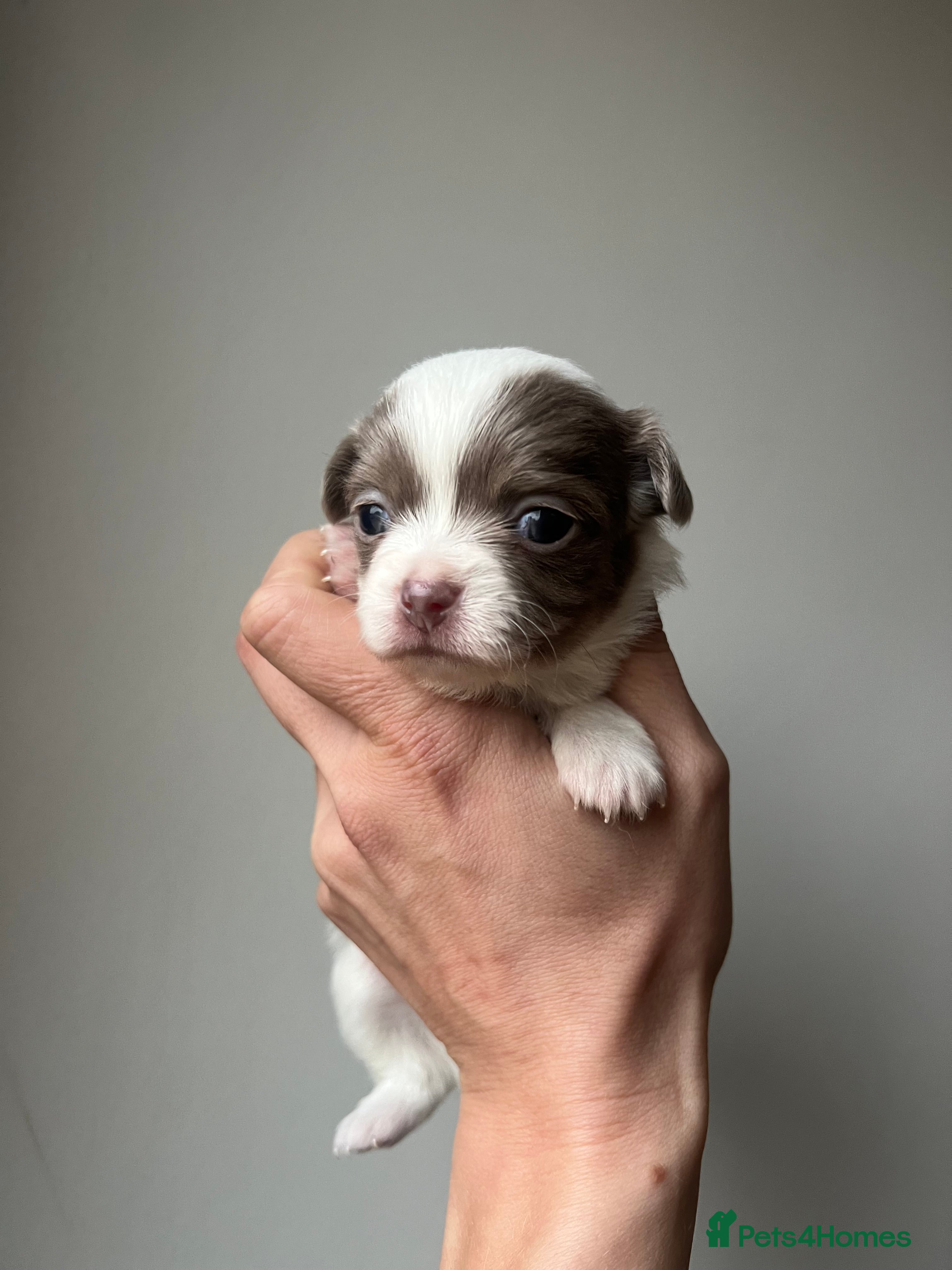 Chihuahua dogs Chihuahua Puppies / 1 PUP LEFT - Advert 8
