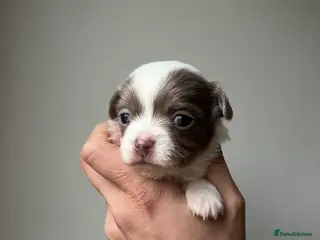 Chihuahua dogs Chihuahua Puppies / 1 PUP LEFT - Advert 8