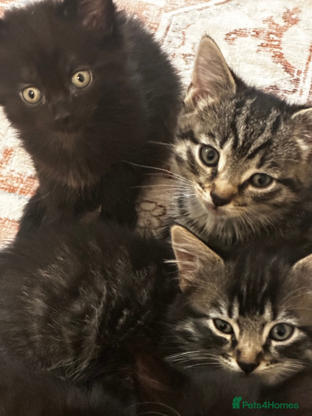 Tibetan cats for sale: Kittens for sale - Advert 2