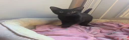 Mixed Breed cats for sale: 2 female kittens  - Advert 4