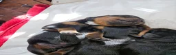 Rottweiler dogs for sale: Rottweiler pups - Advert 2