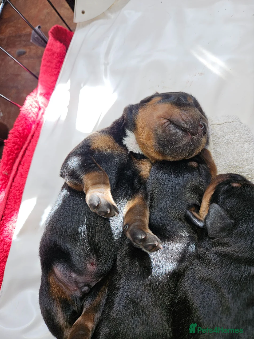 Rottweiler dogs for sale: Rottweiler pups - Advert 2