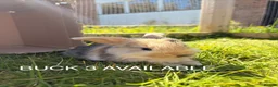 Mini Lop rabbits for sale: Mini lop baby bunnies in Wirral - Advert 9