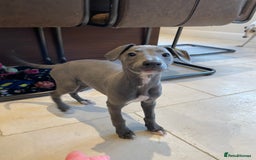Whippet dogs for sale: 4 left, KC registered blue whippet puppies  - Image 14