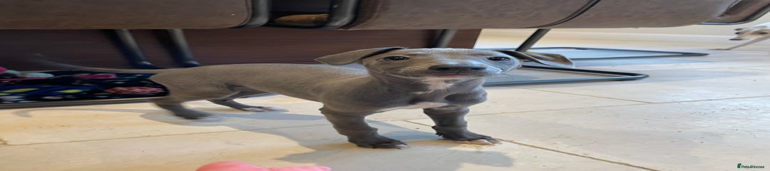 Whippet Puppy 5