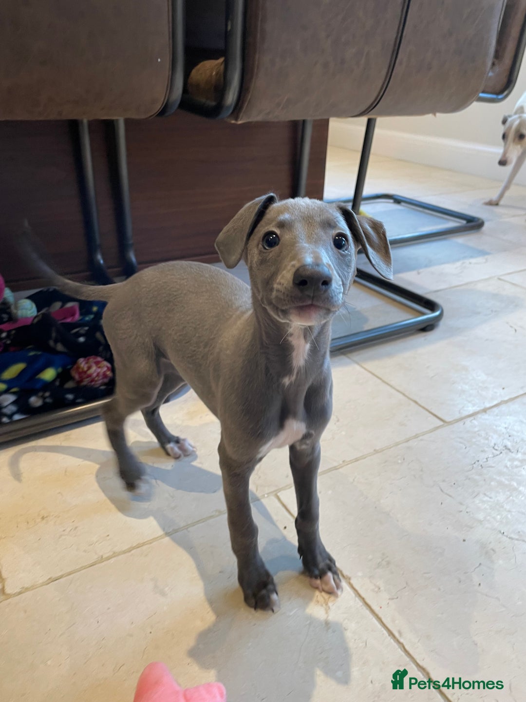 Whippet dogs for sale: 4 left, KC registered blue whippet puppies  - Image 14