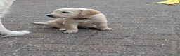 Golden Retriever dogs for sale: Golden retriever puppies  - Advert 3