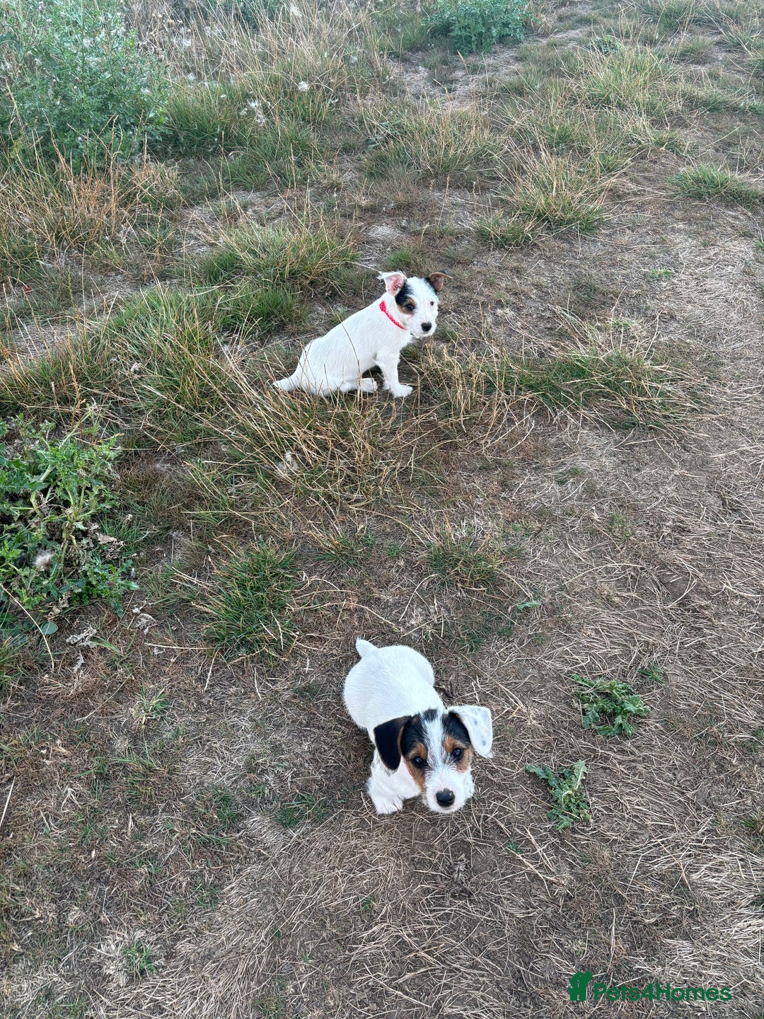 Mixed Breed dogs for sale: Sealyham x Jack Russell - Image 1